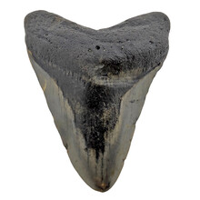 Fossiele Megalodon tand 7,5 cm