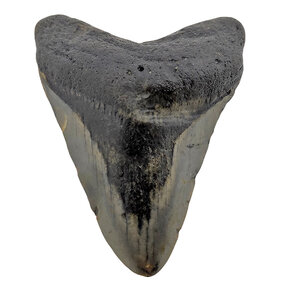 Fossil Megalodon tooth 7,5 cm