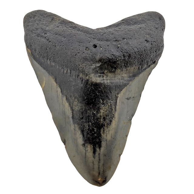 Fossiele tand van de Megalodon