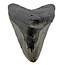 Fossil tooth of the Megalodon