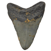 Fossiler Zahn des Megalodon