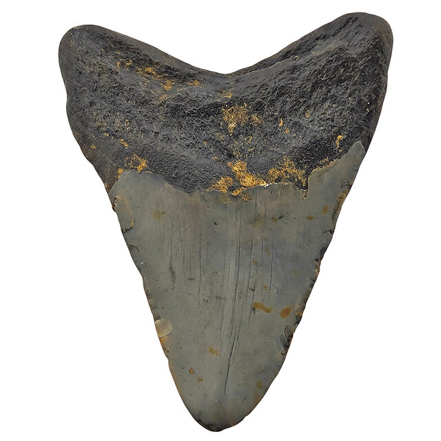 Fossiler Zahn des Megalodon