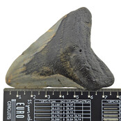 Fossiler Zahn des Megalodon