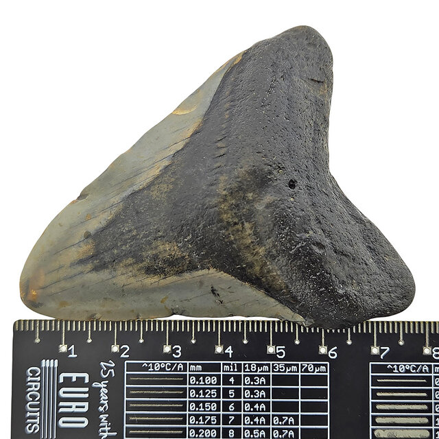 Fossiele tand van de Megalodon