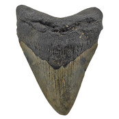 Fossil tooth of the Megalodon