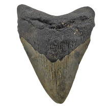Fossiele tand van de Megalodon
