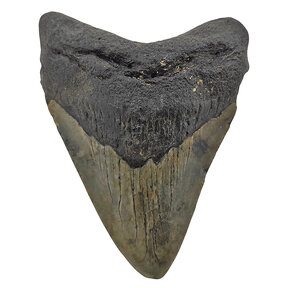 Fossiele Megalodon tand 8,5 cm