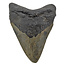 Fossiele tand van de Megalodon