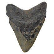 Fossiele tand van de Megalodon