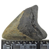 Fossiler Zahn des Megalodon