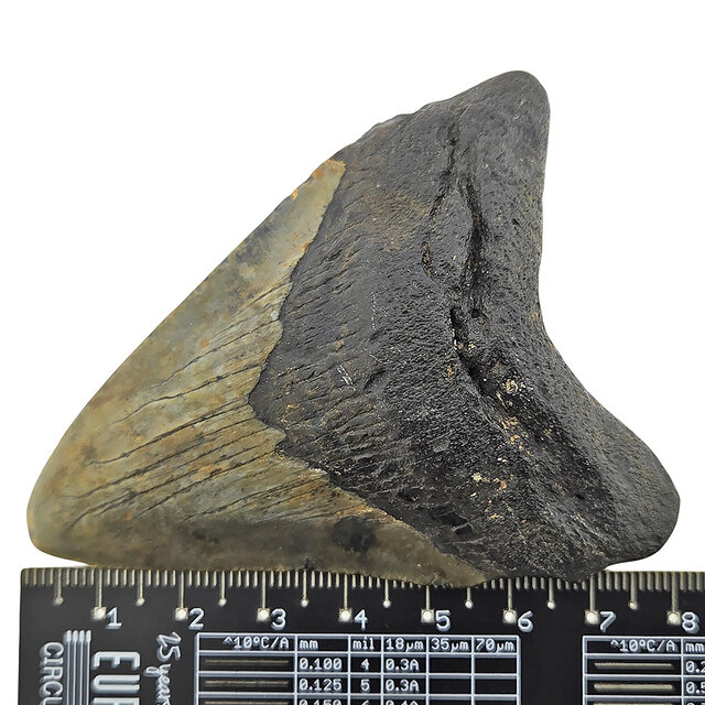 Fossiler Zahn des Megalodon