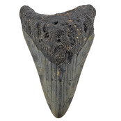 Fossil tooth of the Megalodon