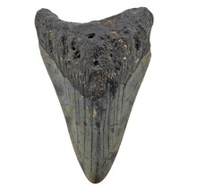 Fossil tooth of the Megalodon