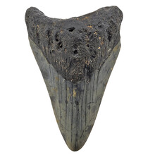 Fossil Megalodon tooth 8 cm