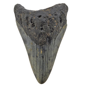 Fossil Megalodon tooth 8 cm