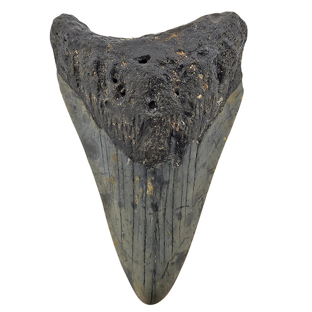 Fossiler Zahn des Megalodon