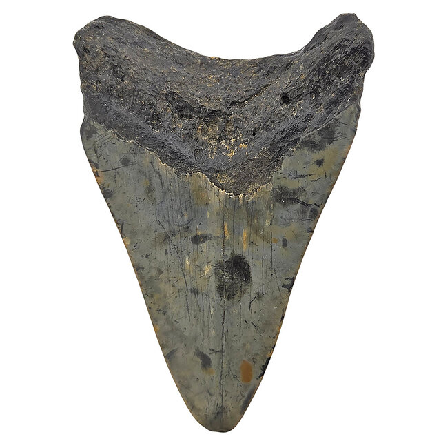 Fossil tooth of the Megalodon