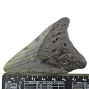 Fossiler Zahn des Megalodon