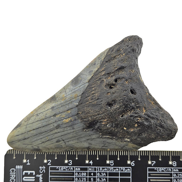 Fossil tooth of the Megalodon