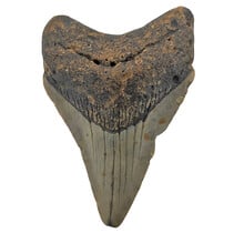 Fossiele tand van de Megalodon