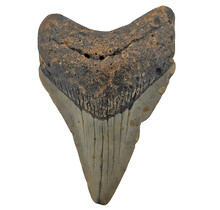 Fossil tooth of the Megalodon