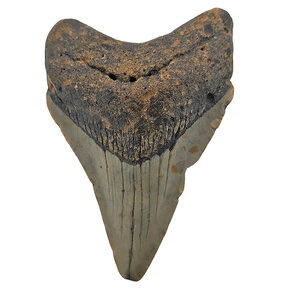 Fossil Megalodon tooth 7,5 cm
