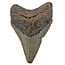 Fossiele tand van de Megalodon
