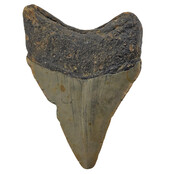 Fossil tooth of the Megalodon