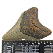 Fossiele tand van de Megalodon