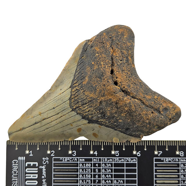 Fossil tooth of the Megalodon
