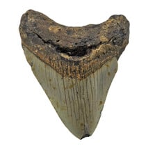 Fossiele tand van de Megalodon