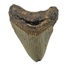 Fossiler Zahn des Megalodon
