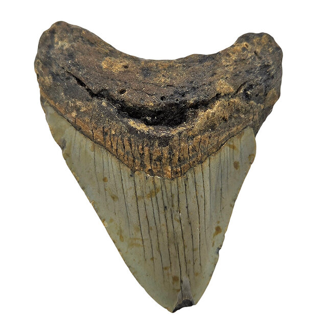 Fossiele tand van de Megalodon