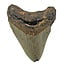 Fossiele tand van de Megalodon