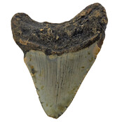 Fossiele tand van de Megalodon
