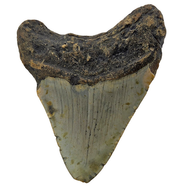Fossiler Zahn des Megalodon