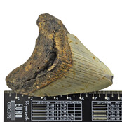 Fossil tooth of the Megalodon
