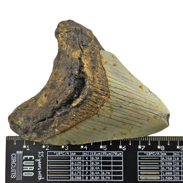 Fossiler Zahn des Megalodon