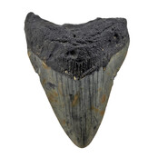 Fossiele tand van de Megalodon