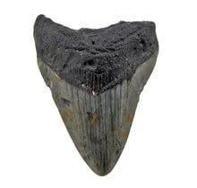 Fossiele tand van de Megalodon