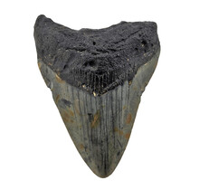 Fossiler Zahn des Megalodon