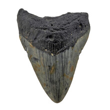 Fossiele Megalodon tand 7,5 cm
