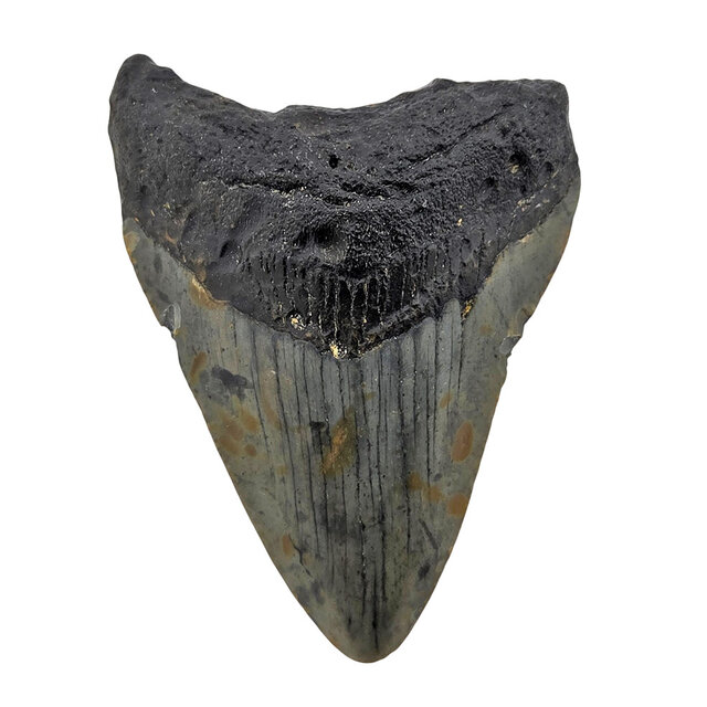 Fossil tooth of the Megalodon