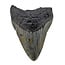 Fossiele tand van de Megalodon