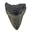 Fossiler Zahn des Megalodon