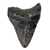 Fossiele tand van de Megalodon