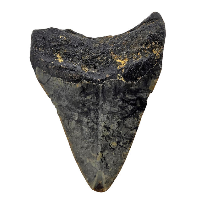 Fossil tooth of the Megalodon