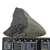 Fossil tooth of the Megalodon