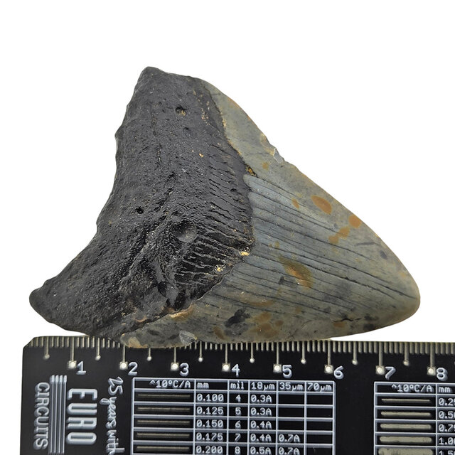 Fossil tooth of the Megalodon