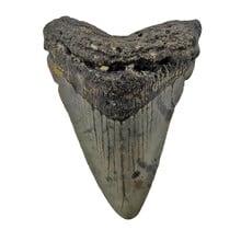 Fossiele tand van de Megalodon